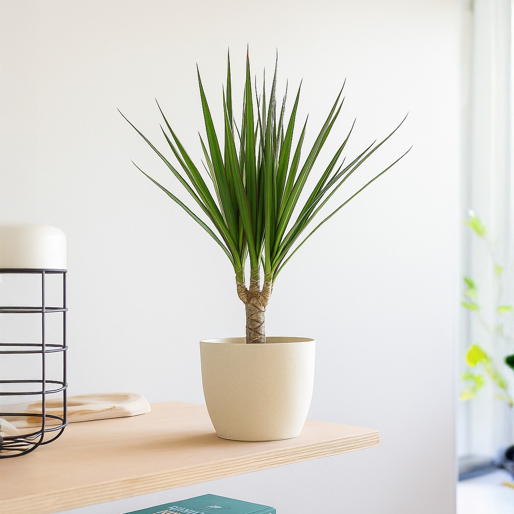 Dracaena Marginata - P12