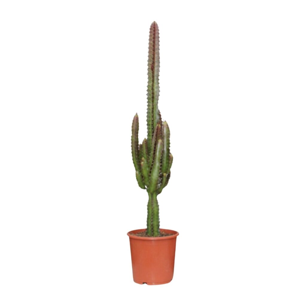 Euphorbia Trigona Rubra -Ø17cm - ↕70cm