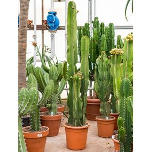 Euphorbia cactus ingens tuxpan kamerplant
