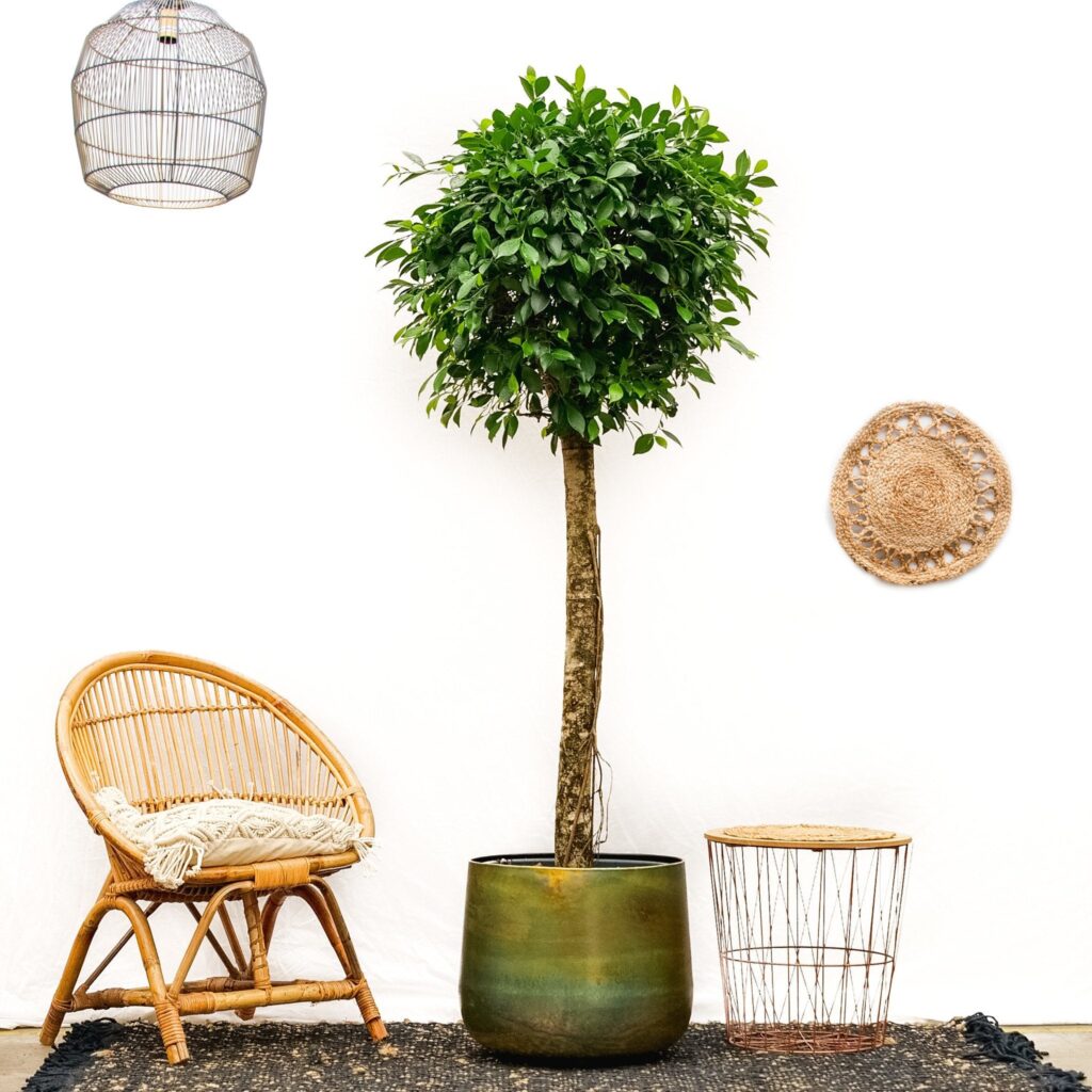 Ficus Nitida op stam XXL - 225cm