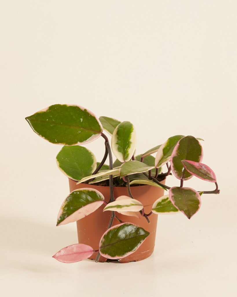 Flamingo Dream'Star of Java'