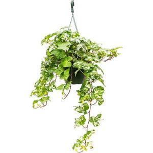 Hedera helix kolibri S hangplant