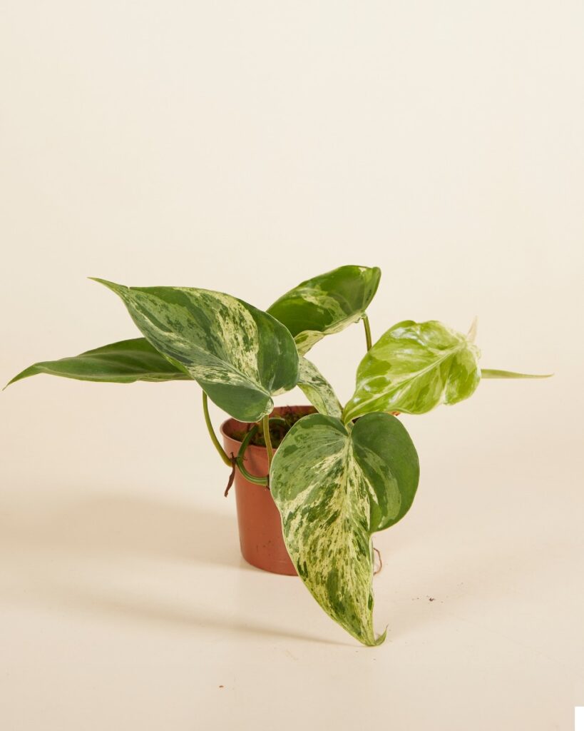 Hederaceum Oxycardium Variegata