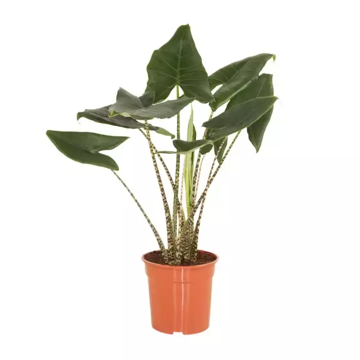Kamerplant Alocasia Zebrina
