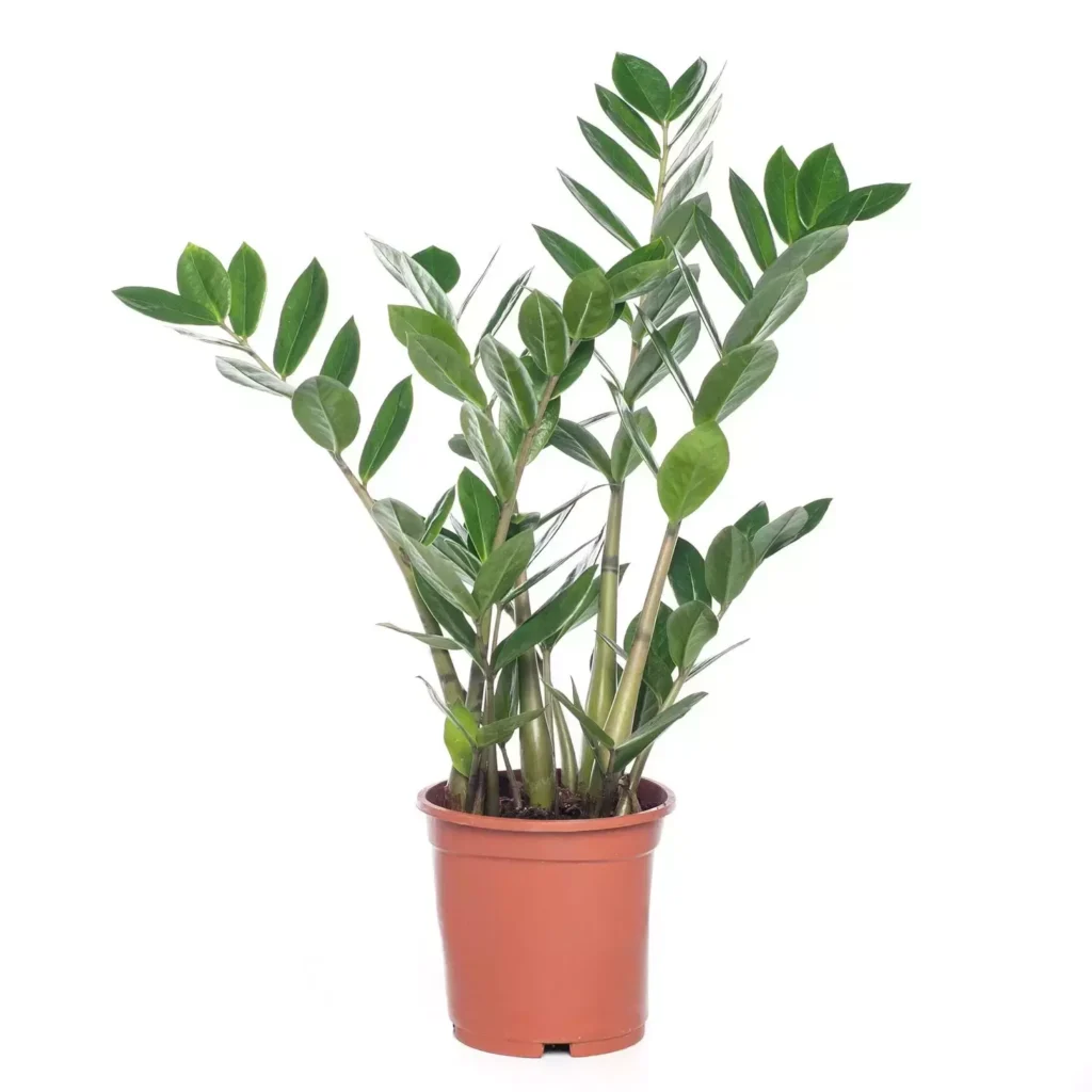 Kamerplant Zamioculcas Zamiifolia S ''Zamio''