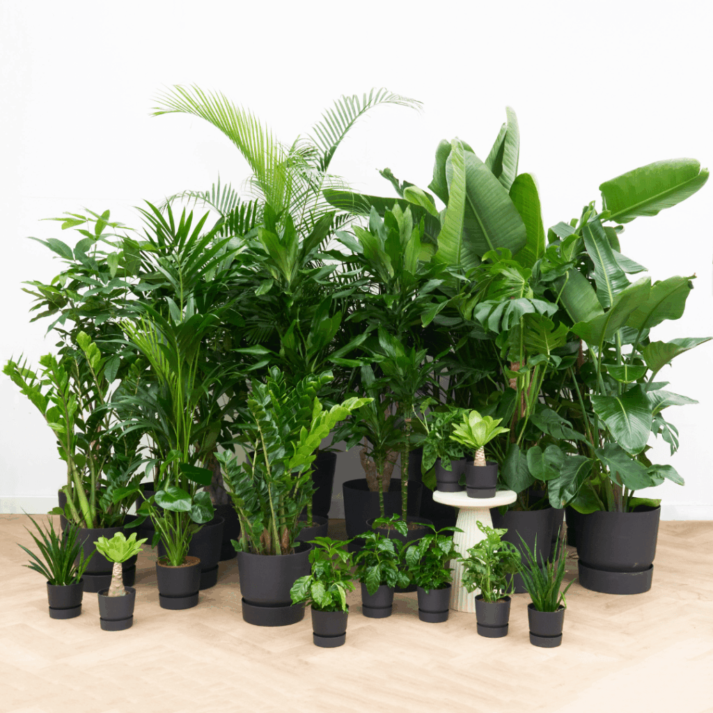 Kantoorpakket: Plant Harmony