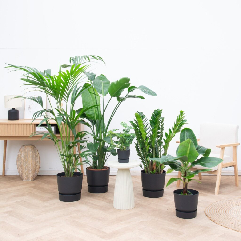 Kantoorpakket: Tropical office