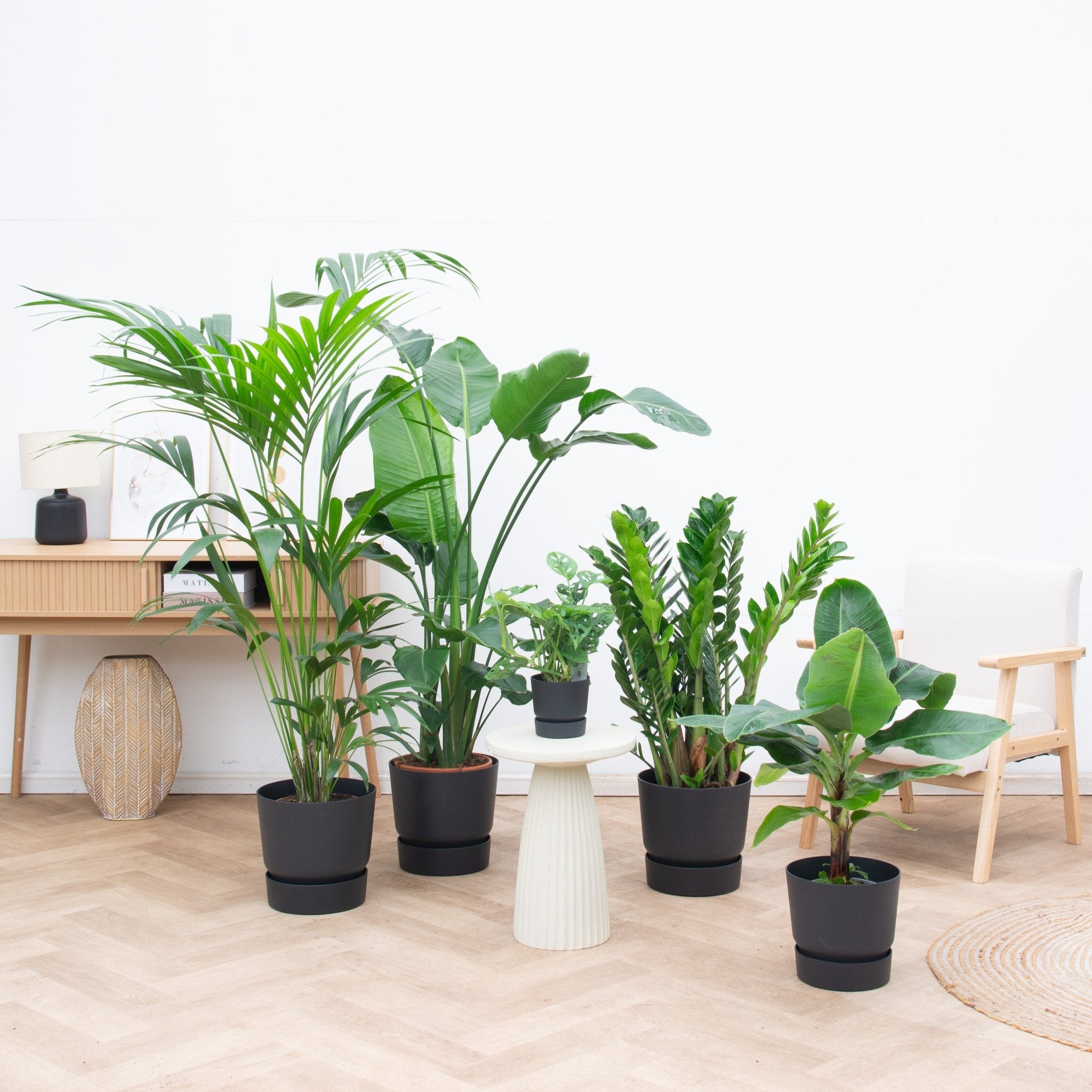 Kantoorpakket: Tropical office