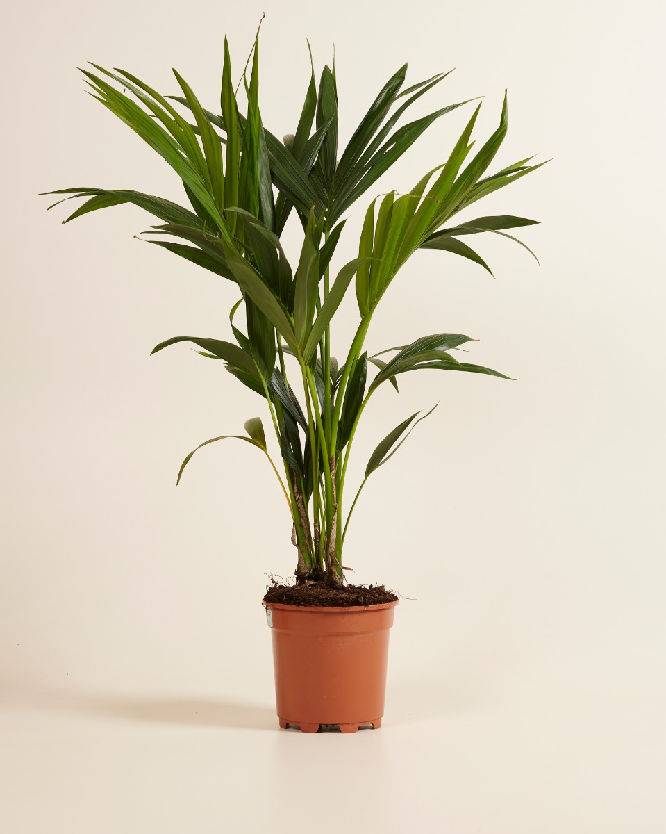 Kentia
