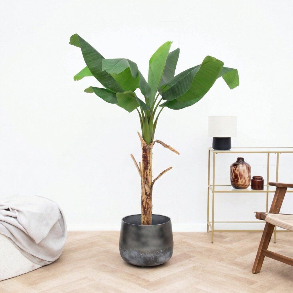Kunst Bananenplant Musa - 150cm