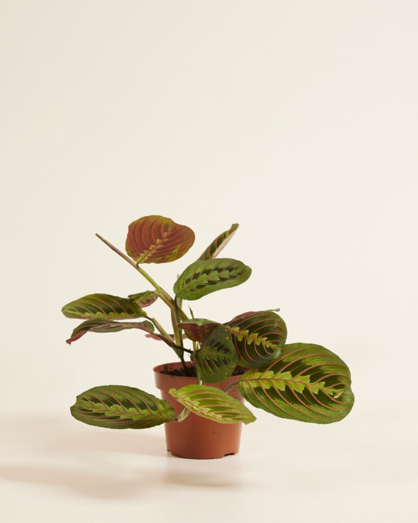 Leuconeura Fascinator