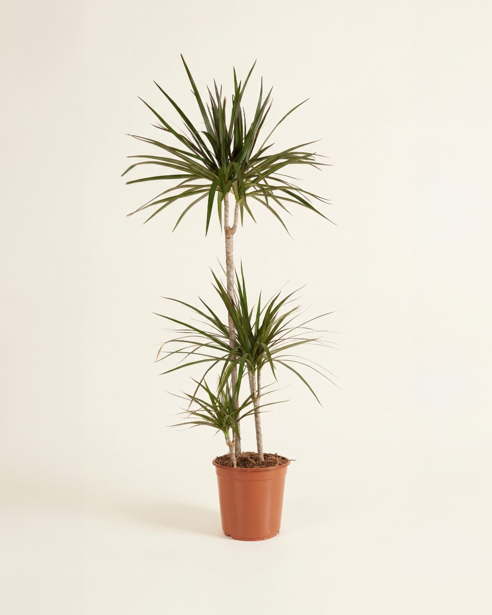 Marginata