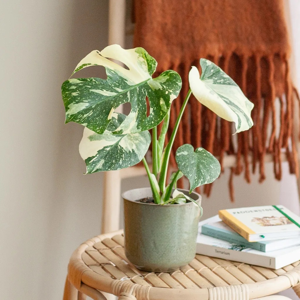 Monstera Thai Constellation - P12