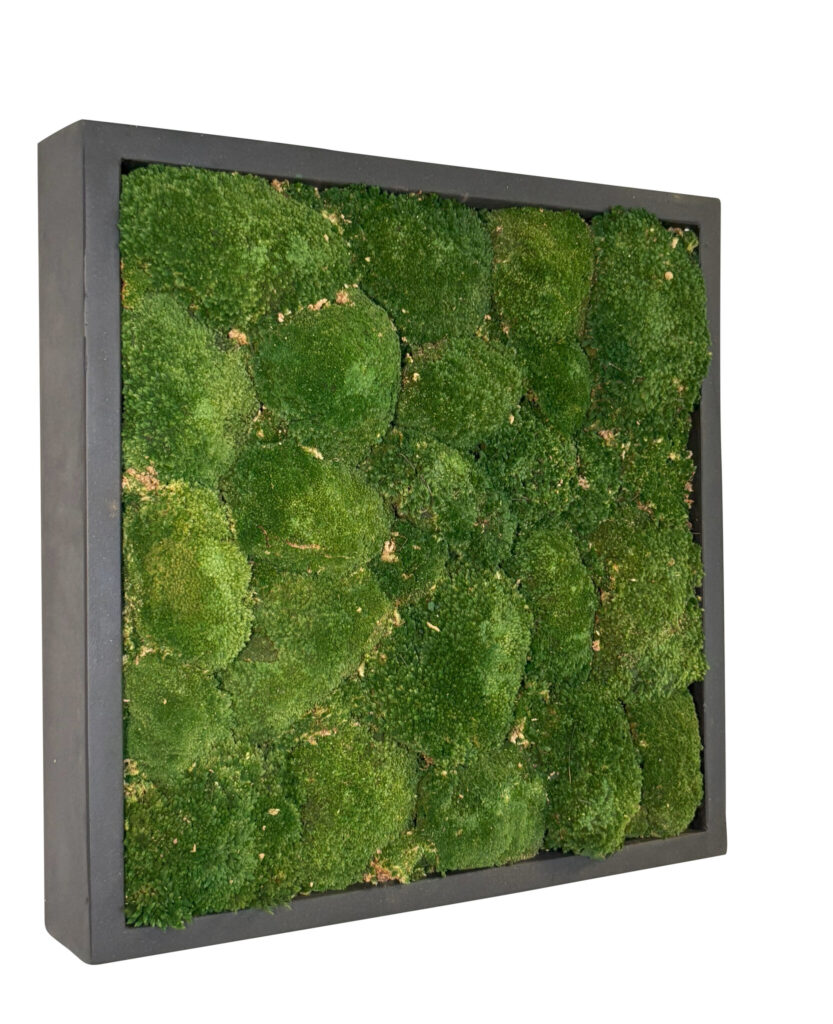 Mosschilderij Jade Fiberstone vierkant 50x50 cm