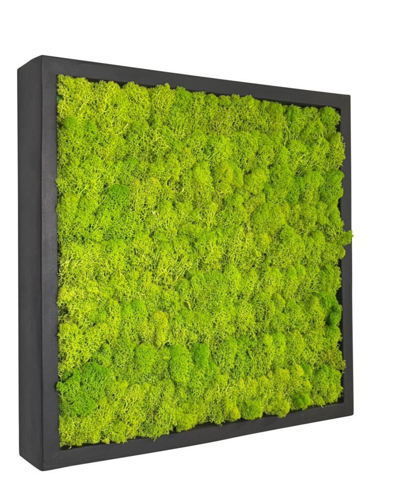 Mosschilderij Linn Fiberstone vierkant 50x50 cm