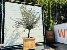 Olijfboom Olea Europaea - In bak 60x60 cm