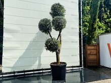 Olijfboom Olea Europaea - Multi Bolvormen