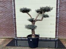 Olijfboom Pon Pon - Olea Europaea