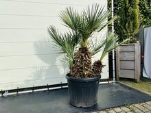 Palmboom - Chamaerops Humilis Cerifera