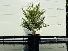 Palmboom - Chamaerops Humilis