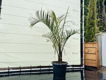 Palmboom - Dypsis Decaryi
