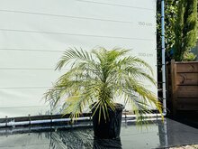 Palmboom - Phoenix Roebelenii