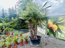 Palmboom - Trachycarpus Fortunei