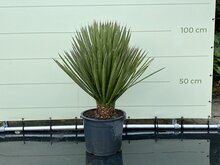 Palmboom - Yucca Filifera