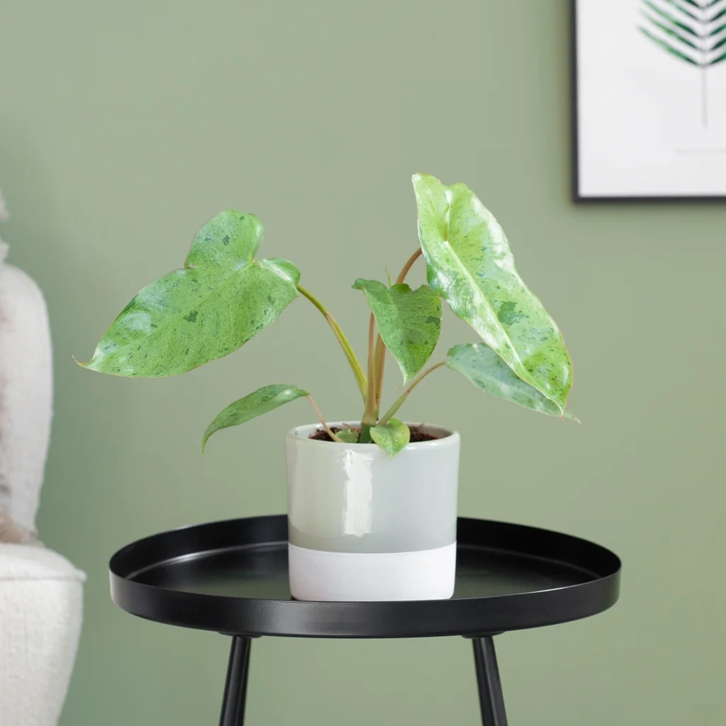 Philodendron Paraiso Verde - P12