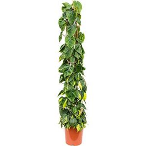 Philodendron scandens brasil colomnae L kamerplant