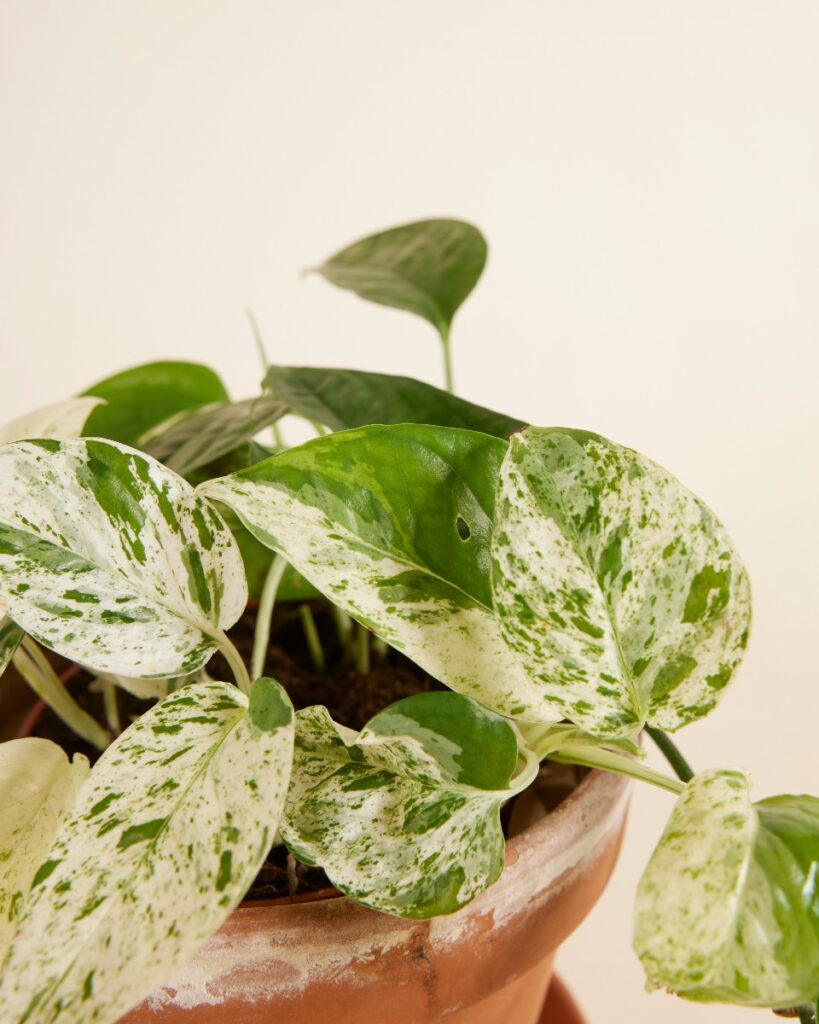 Pinnatum Marble Variegata