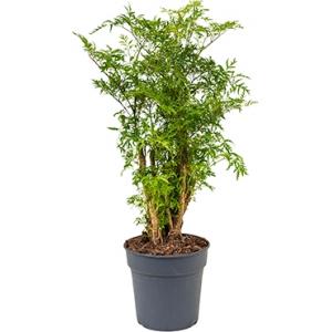 Polyscias aralia ming S kamerplant