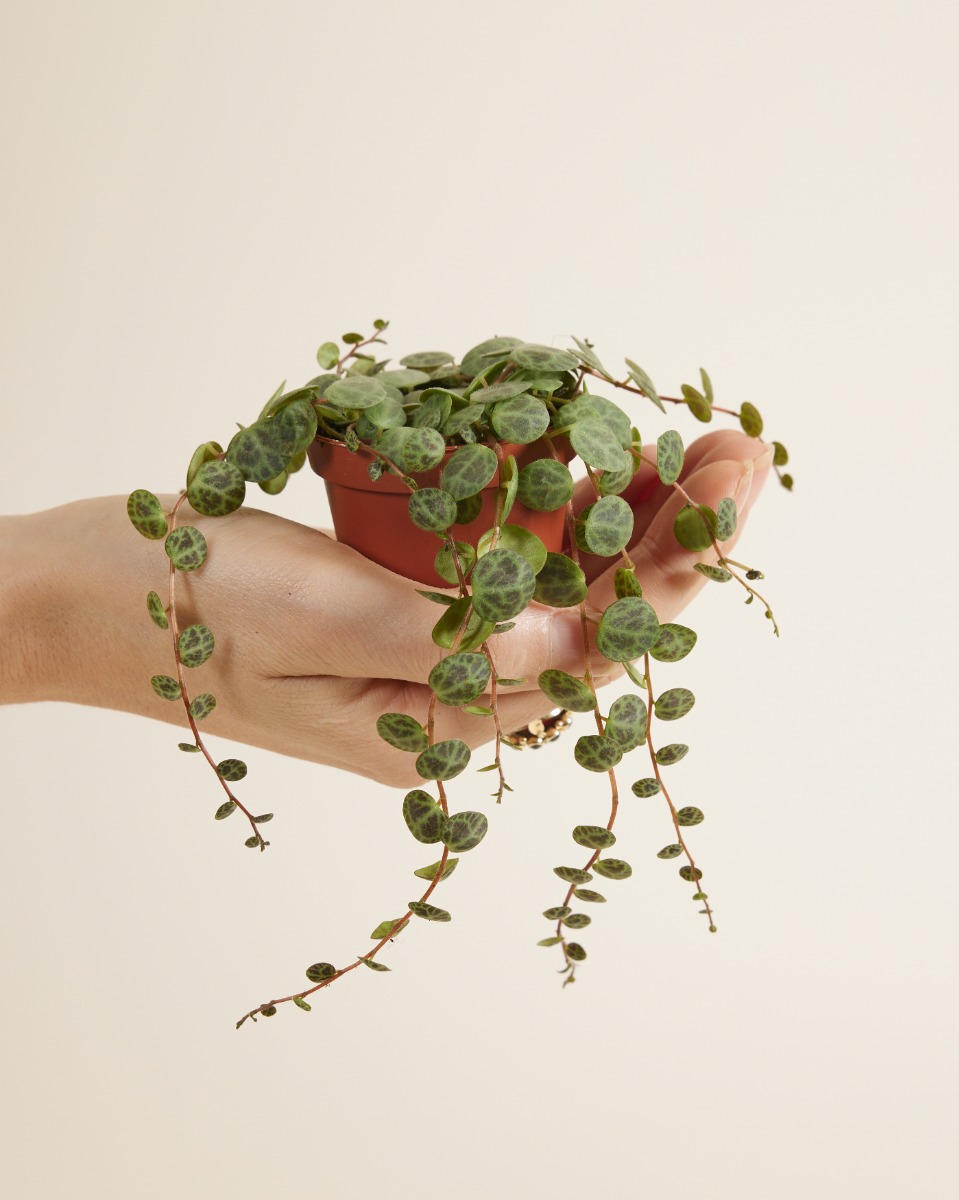 Prostrata