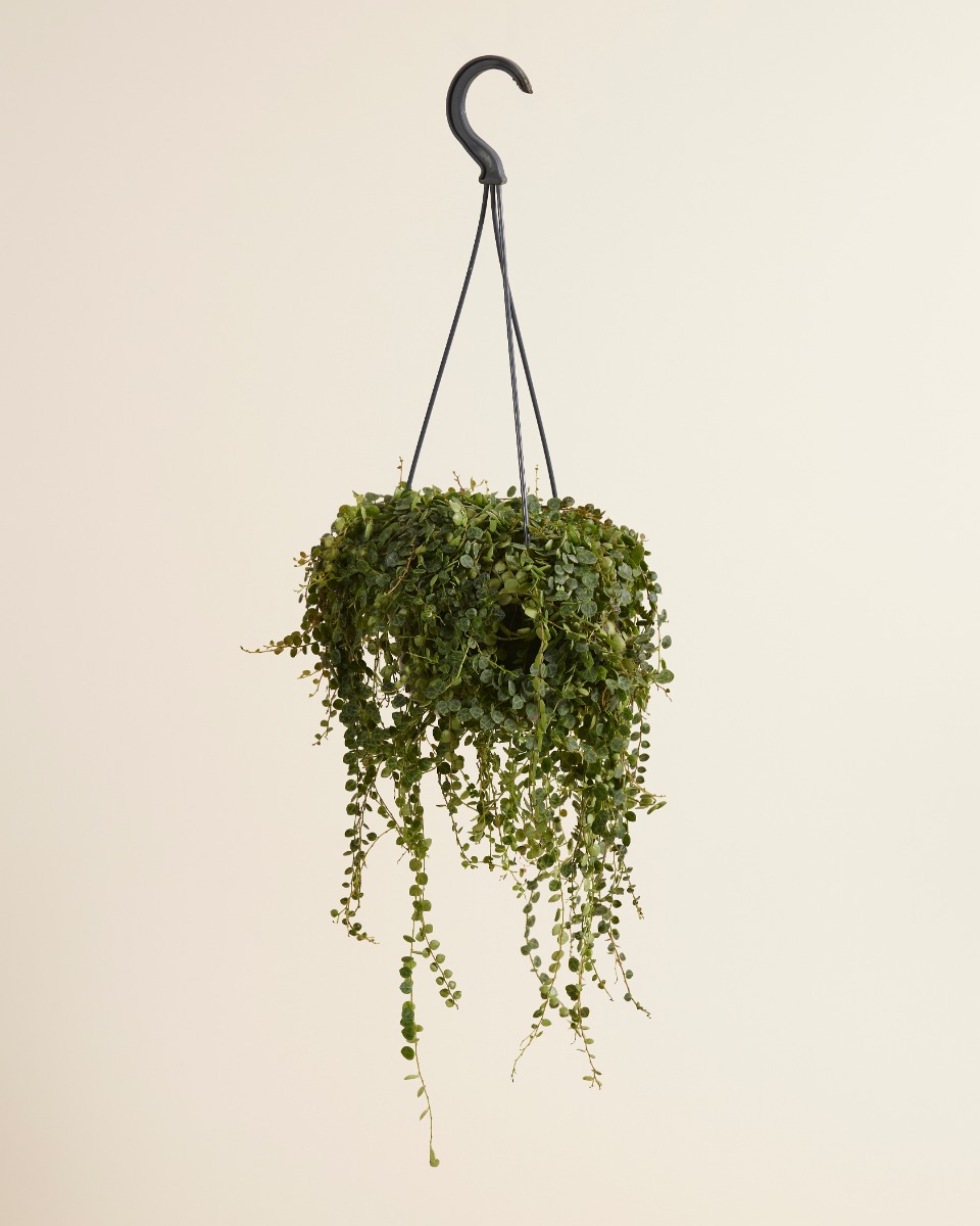 Prostrata