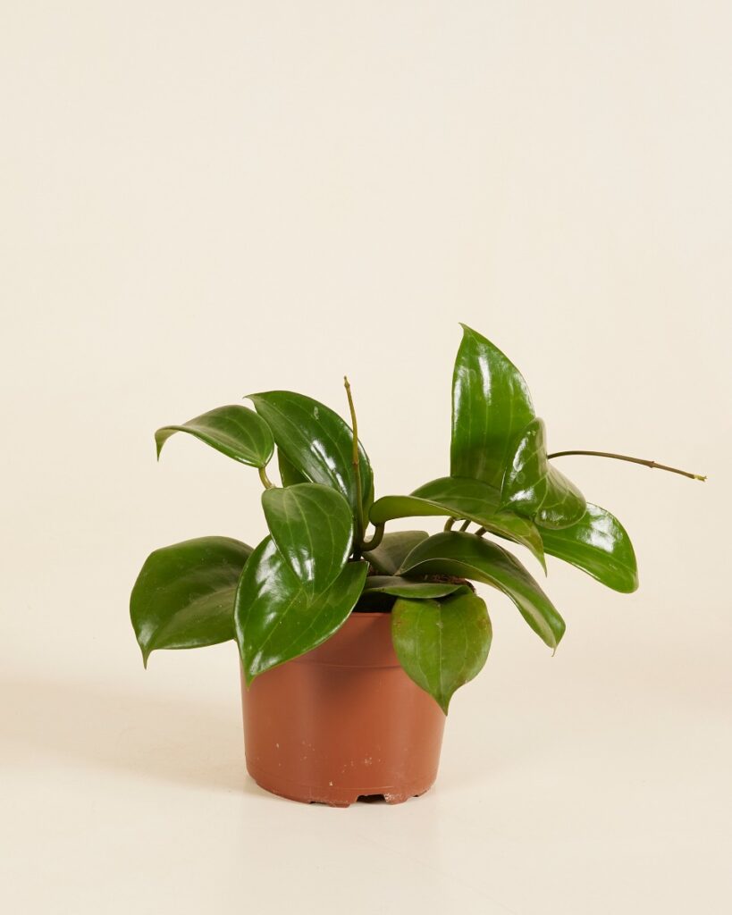 Quinquenervia'Star of Madura'