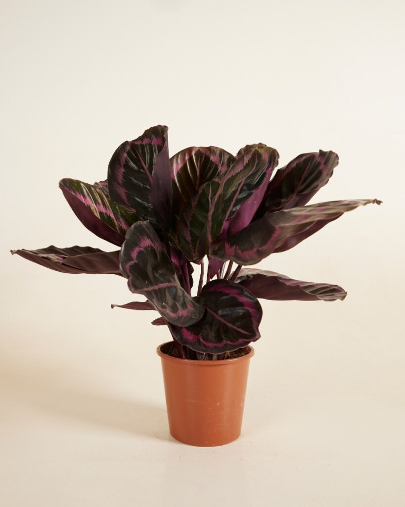 Roseopicta Surprisestar