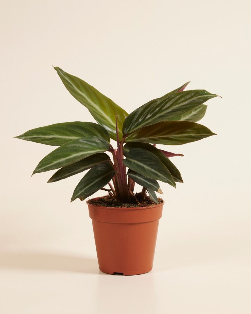 Sanguinea