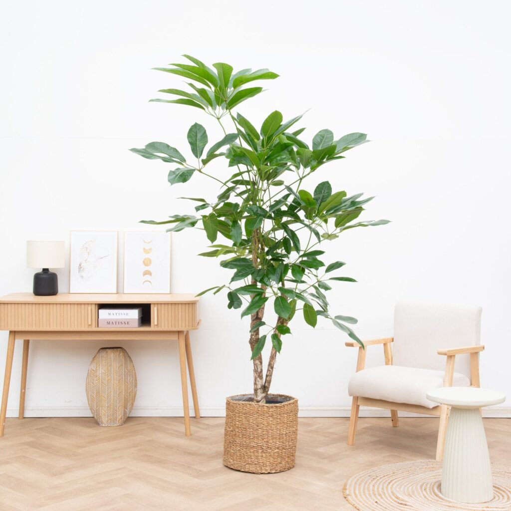 Schefflera vertakt - 210 cm