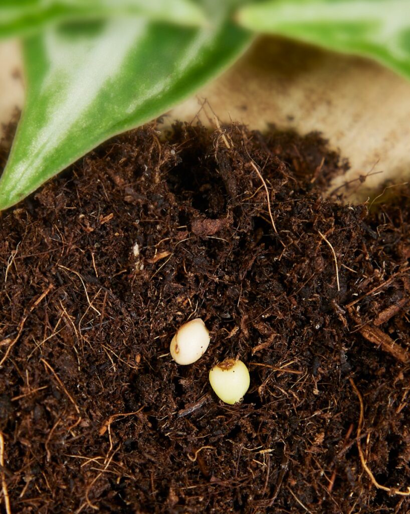 Silver Blush Seeds