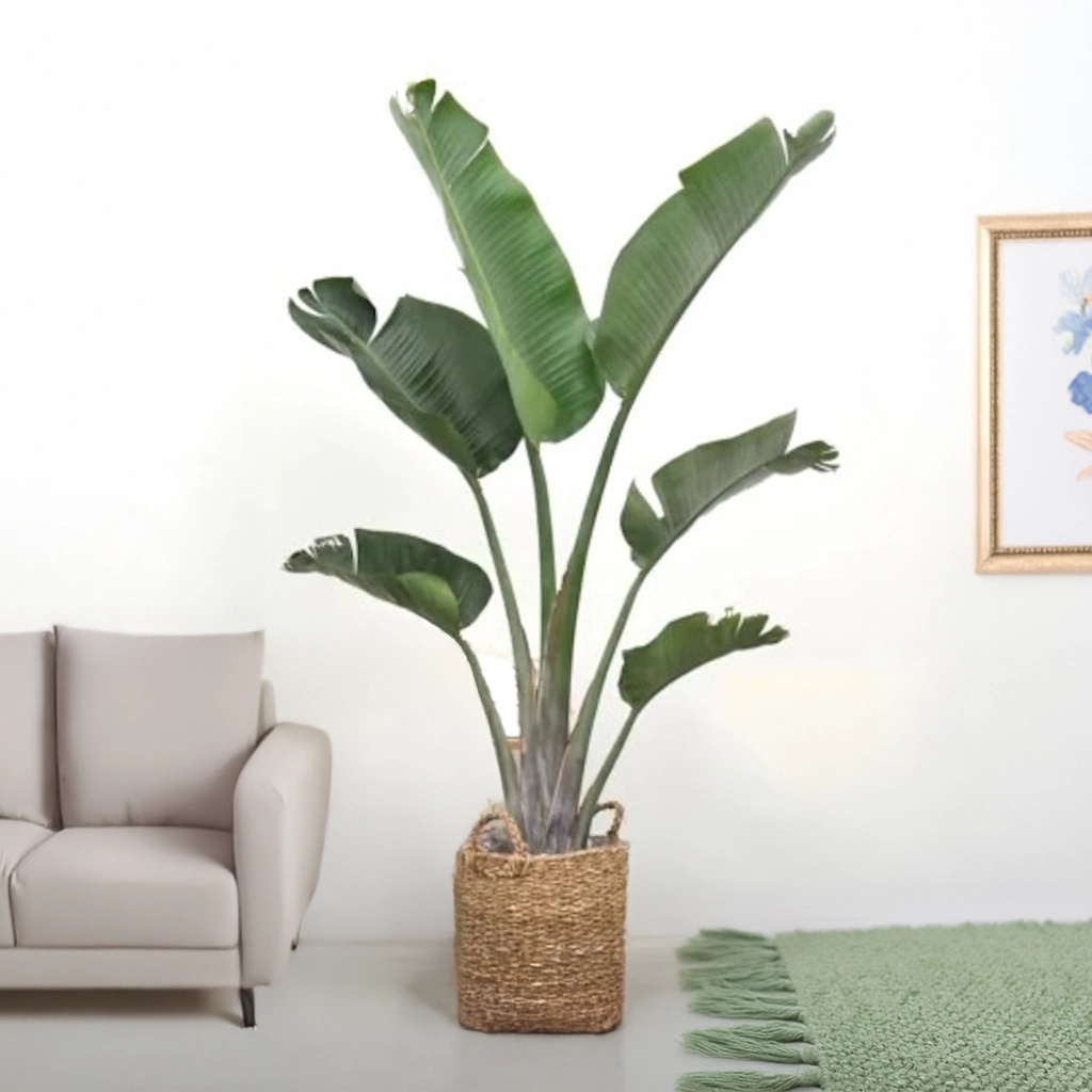 Strelitzia Augusta - Paradijsvogelplant - P27