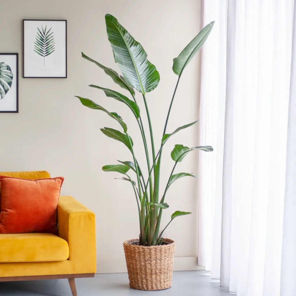 Strelitzia Nicolai - Paradijsvogelplant - P27