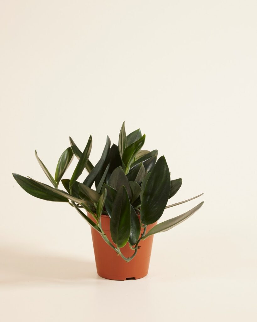 Treubii Nearly Black