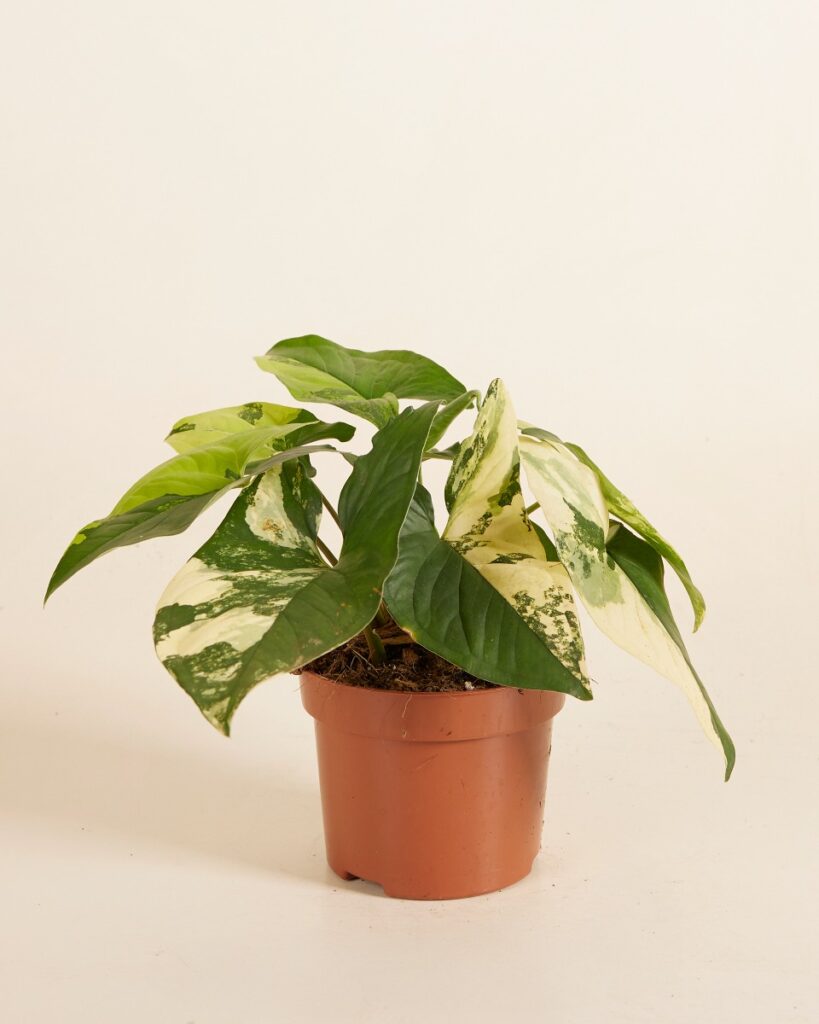 Yellow Aurea Variegata