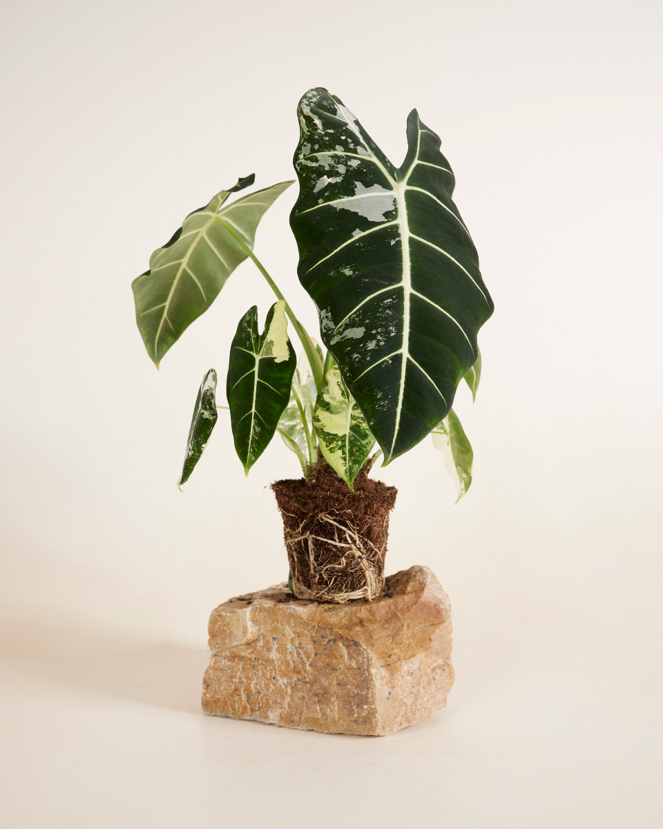 Frydek Variegata