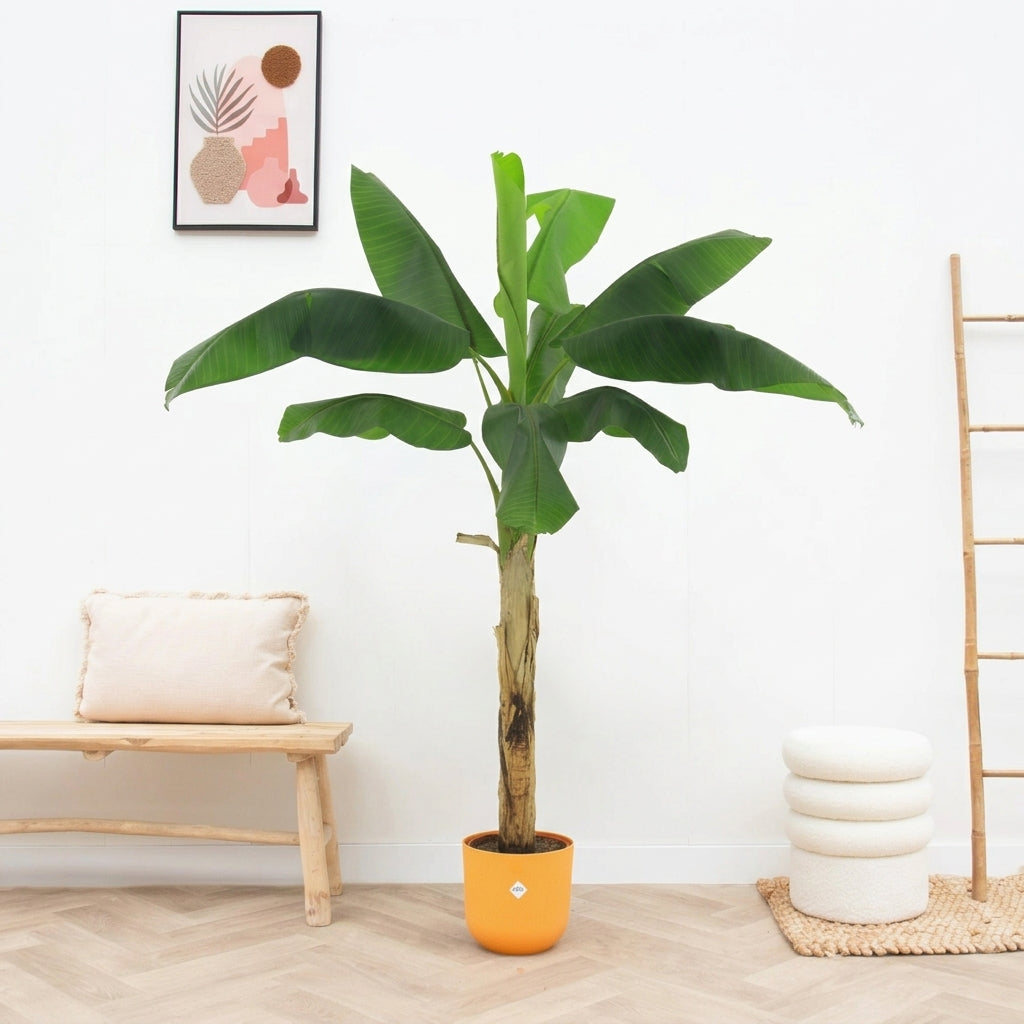 Kunst Bananenplant Musa - 180cm