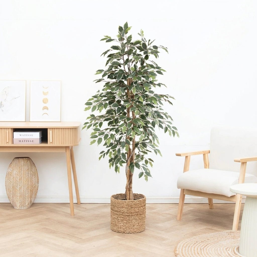 Kunst Ficus benjamina variegata - 160cm