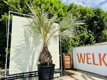 Brahea Armata Groot - Mexicaanse Blauwe Palm