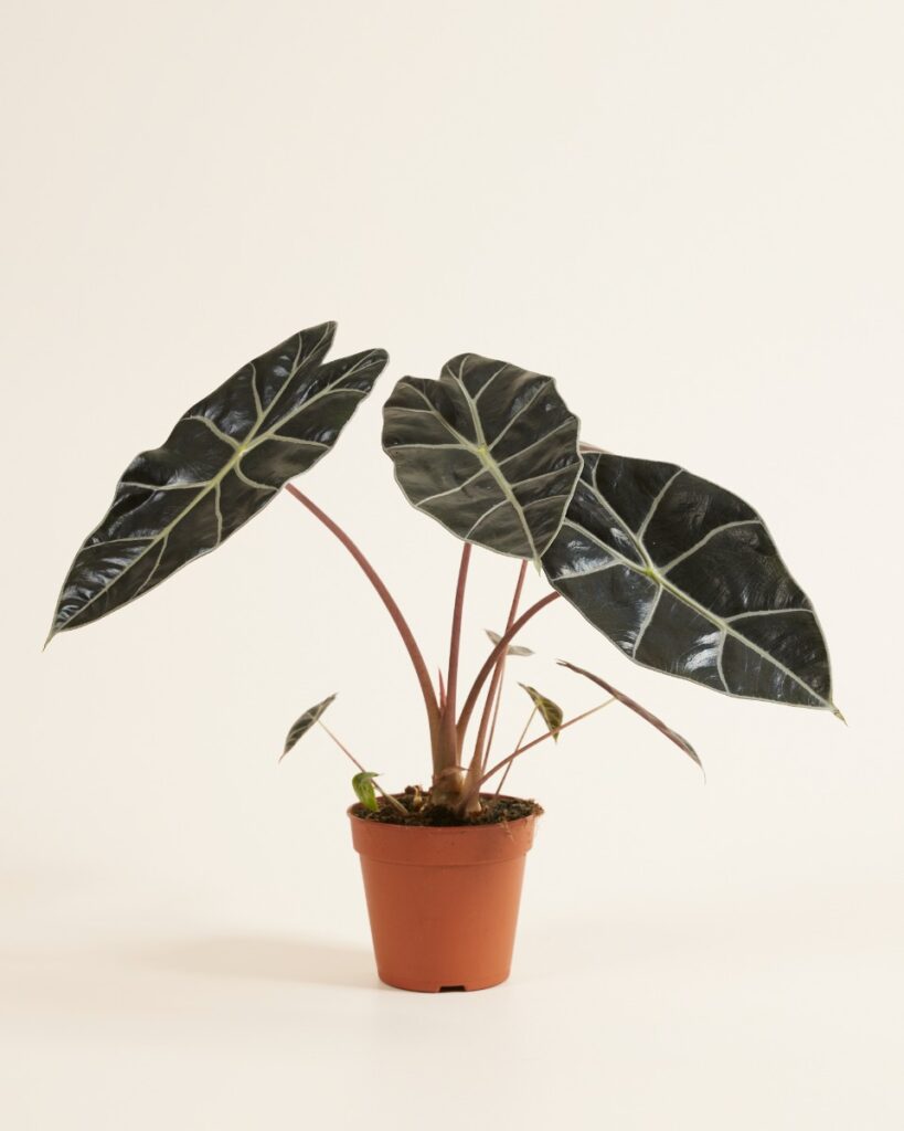 Longiloba Watsoniana