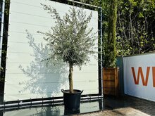 Olijfboom - Olea Europaea