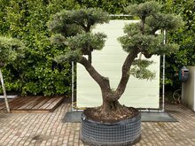 Olijfboom Pon Pon - Olea Europaea